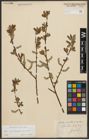 Foto von Salix appendiculata Vill. x Salix purpurea L.